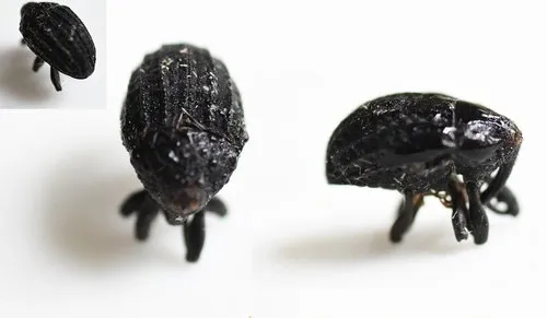 Rhyssomatus annectens