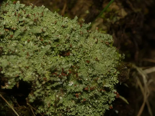 Peg Lichen