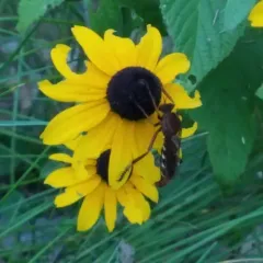 New York Bee Killer thumbnail 2