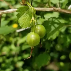 Missouri Gooseberry thumbnail 2