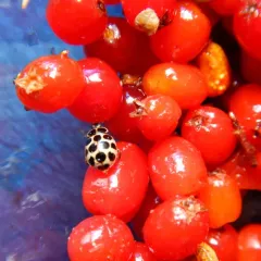 Cream-spotted Ladybird thumbnail 3
