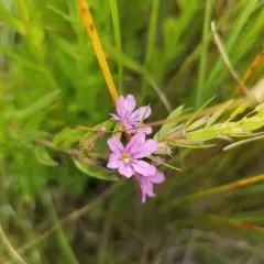 Winged Loosestrife thumbnail 2