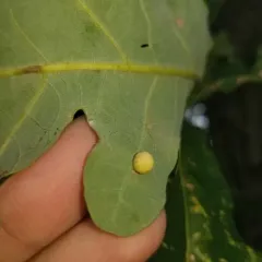 Jewel Oak Gall Wasp thumbnail 2