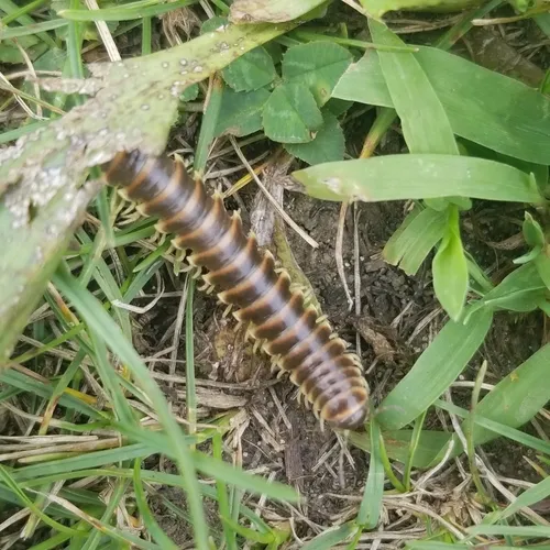 Traveling Cherry Millipede