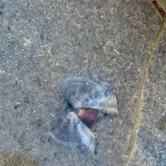 Purple Mahogany Clam thumbnail 2
