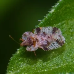 Corythucha pruni thumbnail 2