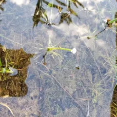 Common Pipewort thumbnail 5