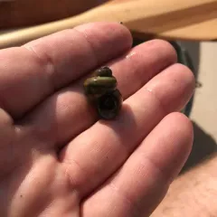 Banded Mystery Snail thumbnail 3