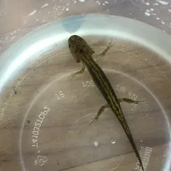 Long-toed Salamander thumbnail 4