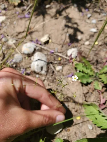 northern linanthus