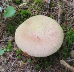 Rosy Larch Bolete thumbnail 2