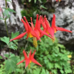 western columbine thumbnail 2