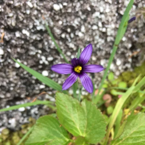 Alaska Blue-eyed-grass