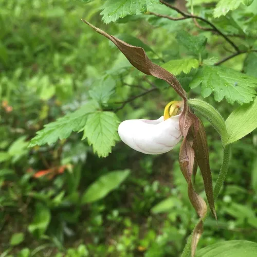 mountain lady's-slipper