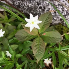 Arctic Starflower thumbnail 1