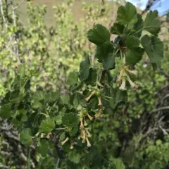 wax currant thumbnail 4
