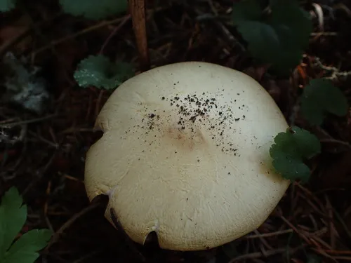 Agaricus summensis