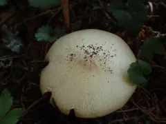 Agaricus summensis thumbnail 1