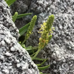 Sea Plantain thumbnail 2