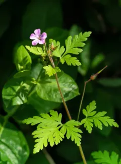 Herb Robert thumbnail 6