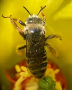 Diadasia australis thumbnail 3