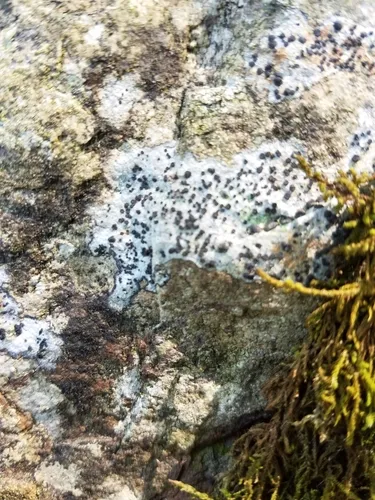 Buellia maritima