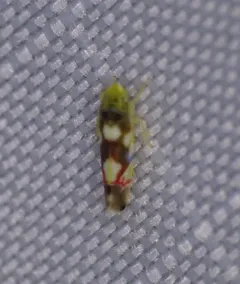 Erythroneura elegans thumbnail 2