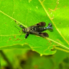 Virginia Creeper Clearwing thumbnail 4