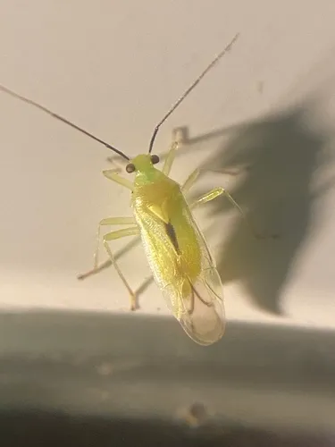 Tropidosteptes commissuralis