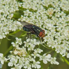 Secondary Screwworm Fly thumbnail 4