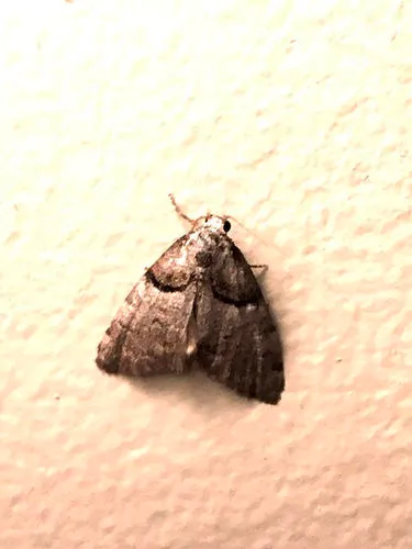 Short-cloaked Moth