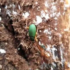 Green Pubescent Ground Beetle thumbnail 1