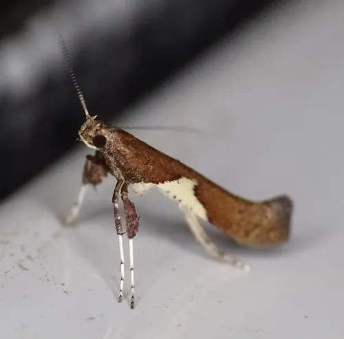 Willow Leafcone Caterpillar Moth