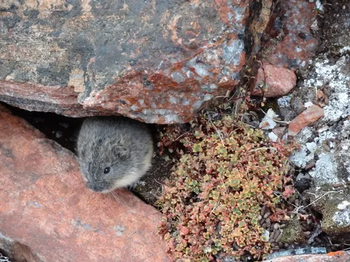 Nearctic Brown Lemming