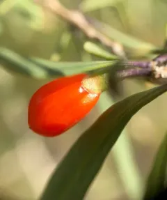 matrimony vine thumbnail 3