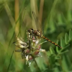 Black Meadowhawk thumbnail 2
