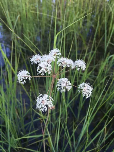Cowbane