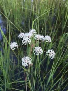 Cowbane thumbnail 1
