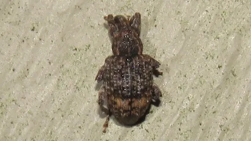Hickory Shoot Curculio