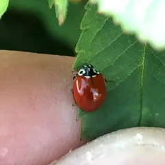 Western Polished Lady Beetle thumbnail 2