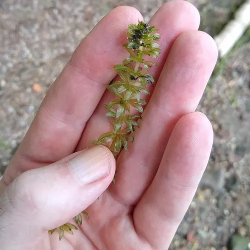 Hydrilla