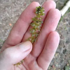 Hydrilla thumbnail 1