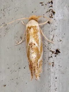 Clemens' Philonome Moth thumbnail 2