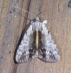 Graceful Underwing thumbnail 3