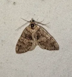 Hydriomena marinata thumbnail 1