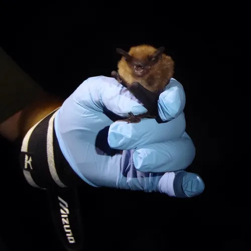 Big Brown Bat