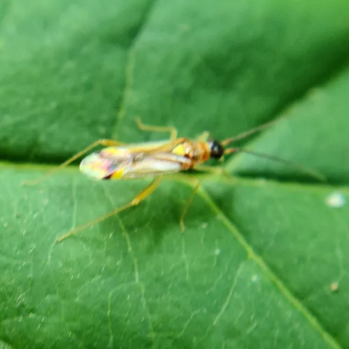 Campyloneura virgula
