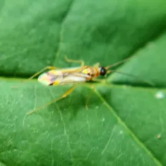 Campyloneura virgula thumbnail 1