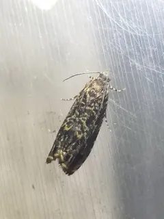 Cherry Bark Tortrix thumbnail 1