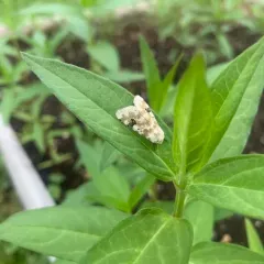 Goldenrod Flower Moth thumbnail 4